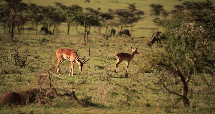 4 jours de safari en camping en Tanzanie - Viola tours & travel 9
