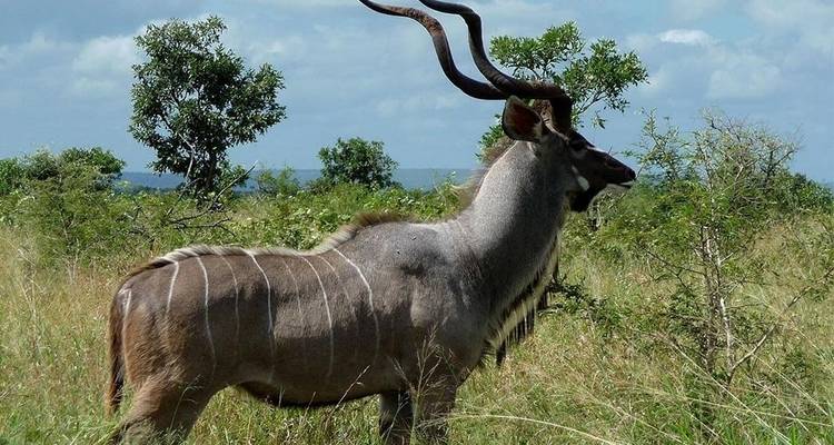 4 jours de safari en camping en Tanzanie - Viola tours & travel 10
