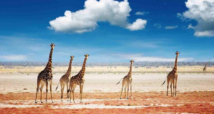 4 jours de safari en camping en Tanzanie - Viola tours & travel 7