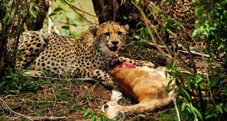 Safari classique de 5 jours en Tanzanie - Viola tours & travel 5