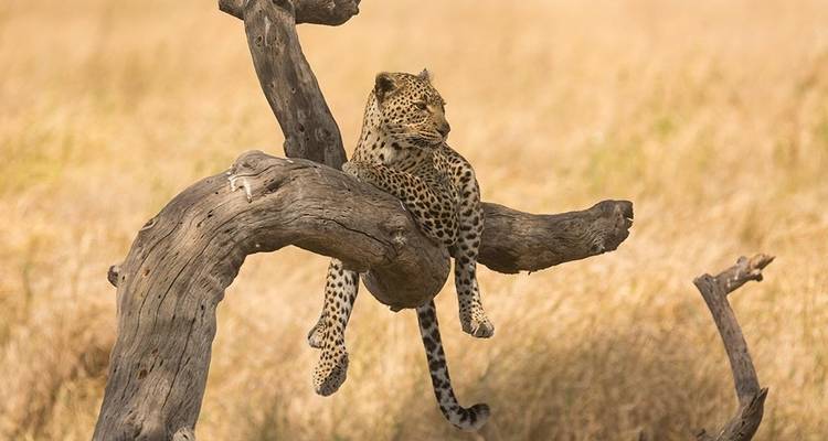 Safari classique de 5 jours en Tanzanie - Viola tours & travel 8