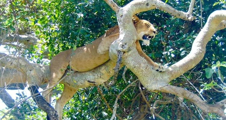 Safari classique de 6 jours en Tanzanie - Viola tours & travel 10
