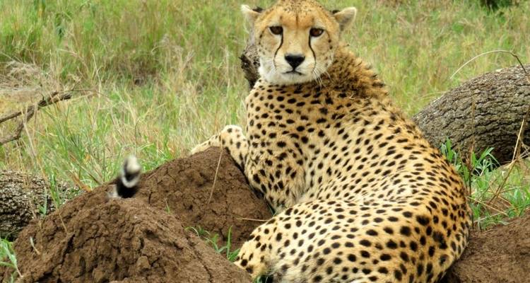 Safari de 5 jours - Migration de la faune vers l'ouest - mi- juillet uniquement - Viola tours & travel 7