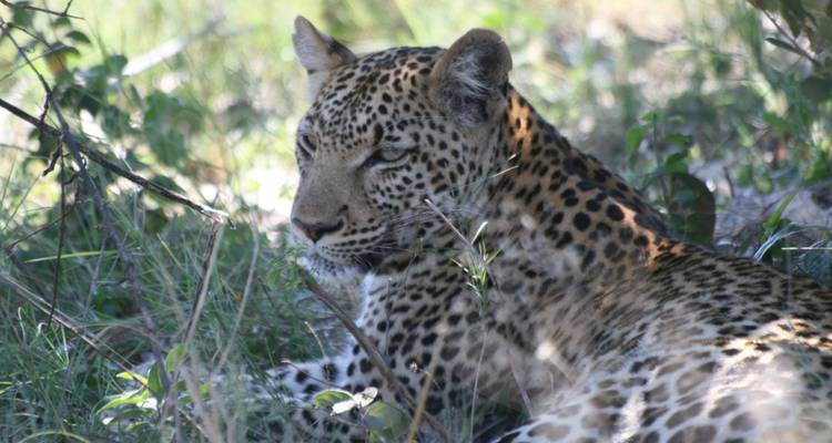 Safari à l'hippopotame à Moremi - Travel Creations Botswana 2