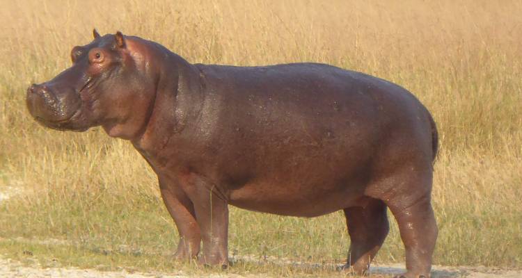 Safari à l'hippopotame à Moremi - Travel Creations Botswana 4
