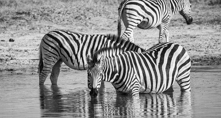 Safari photographique dans la réserve de Moremi et le PN de Chobe - Travel Creations Botswana 3