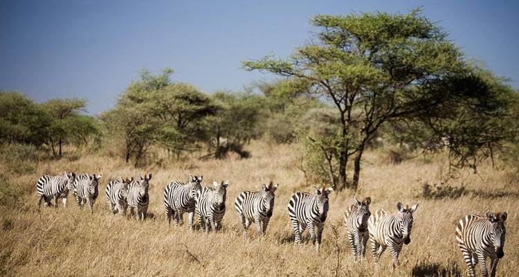 7 jours de safari en Tanzanie avec visite culturelle - Viola tours & travel 2