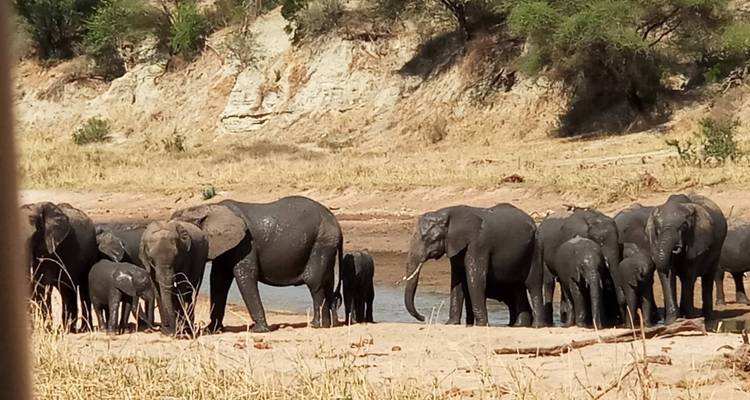 Herd of elephants near a riverbank with muddy terrain.