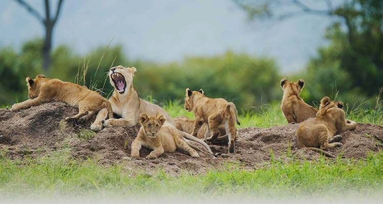 7 jours de safari en Tanzanie avec visite culturelle - Viola tours & travel 6