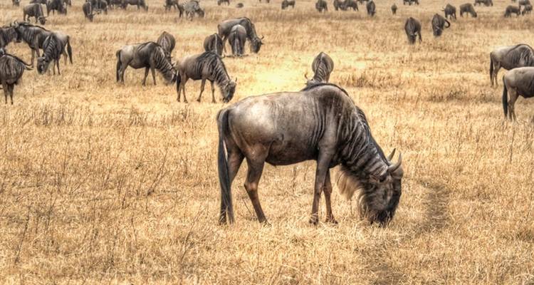 7 jours de safari en Tanzanie avec visite culturelle - Viola tours & travel 7