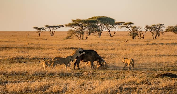 7 jours de safari en Tanzanie avec visite culturelle - Viola tours & travel 3