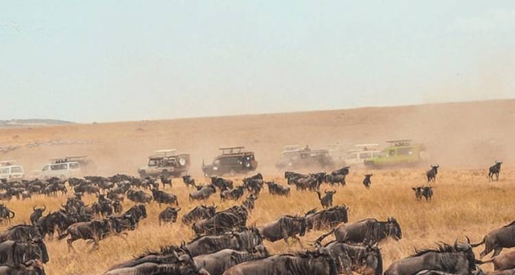 7 jours de safari en Tanzanie avec visite culturelle - Viola tours & travel 8