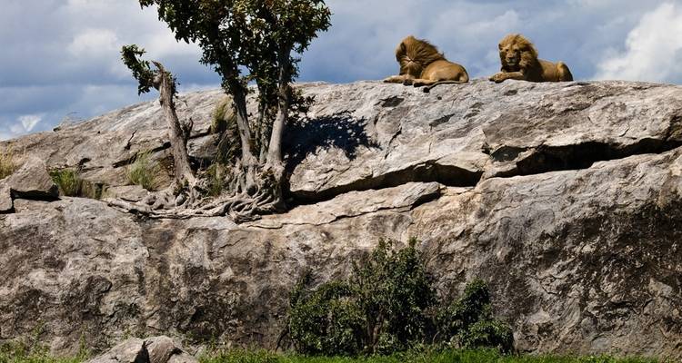 Zwei Löwen, die auf einem großen Felsvorsprung in einem Wildpark ruhen.