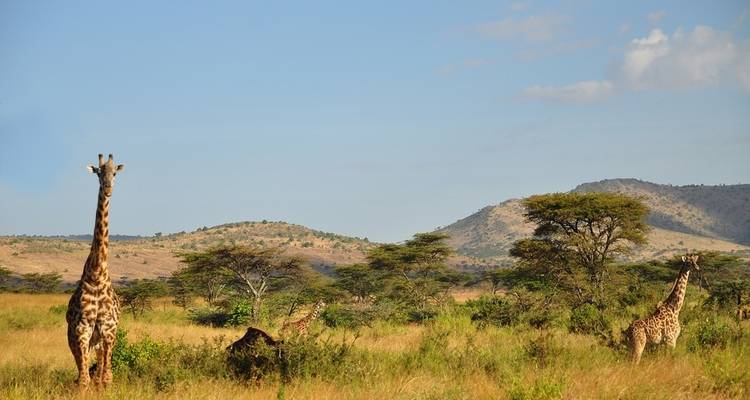 Giraffen grasen in einer Savanne mit Akazienbäumen und Hügeln.