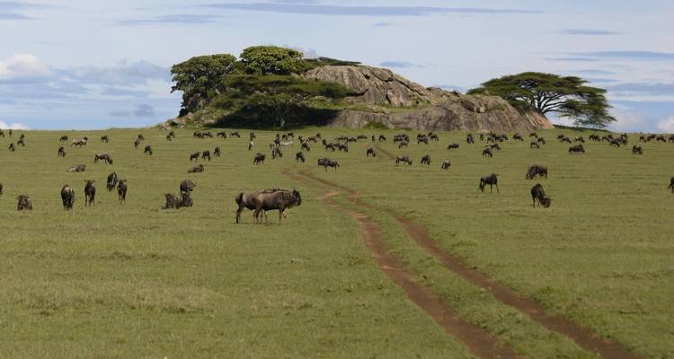 Gnus verstreut über die Savanne mit einem Felsenvorsprung.