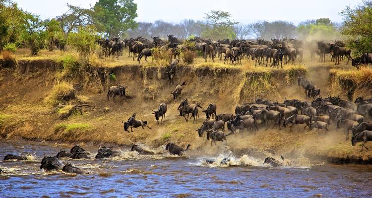 Herde von Gnus, die in einer dramatischen Szene einen Fluss überqueren.