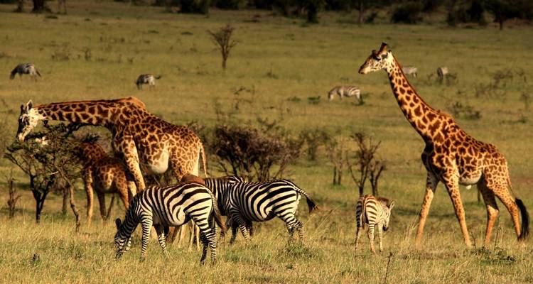 Girafes et zèbres broutant dans un paysage de savane.