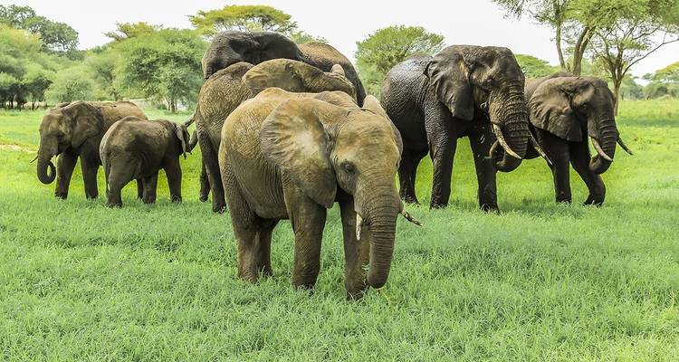 Groupe d'éléphants broutant dans l'herbe luxuriante et verte.
