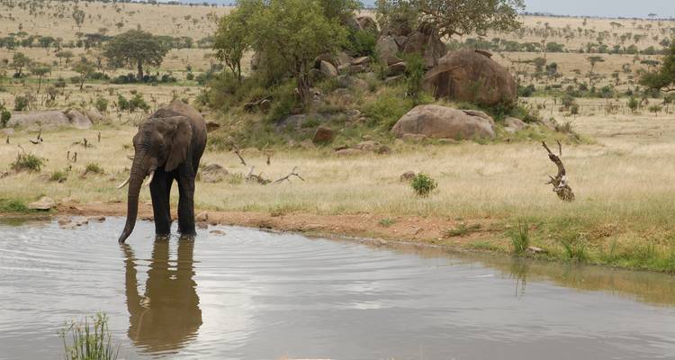 Éléphant près d'un point d'eau dans un paysage pittoresque avec des rochers.