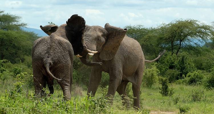 Deux éléphants jouant ensemble dans un cadre verdoyant.