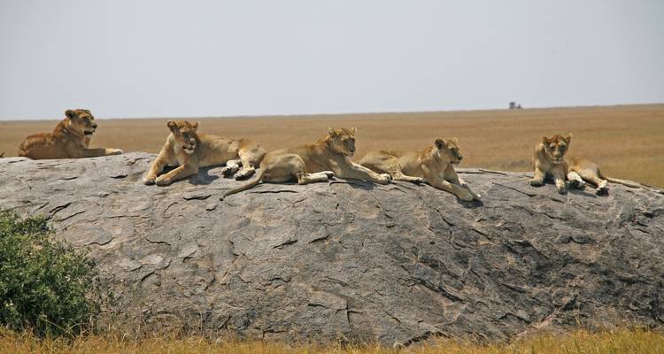 Safari de 6 jours - Migration de la faune vers le nord - de juillet à octobre uniquement - Viola tours & travel 7