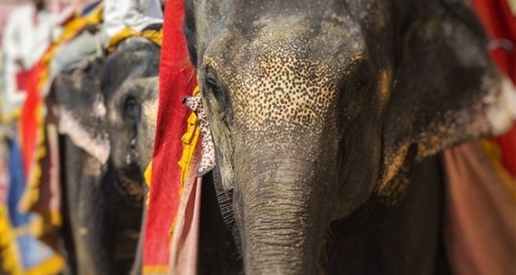 Circuito al triángulo de oro con Varanasi hoteles de 3 estrellas - Emperor Holidays 3