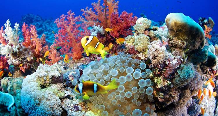 Lo mejor de Egipto el Cairo, crucero por el Nilo y Marsa Alam con vuelos y hoteles 5 estrellas incluidos - Look at Egypt Tours  8