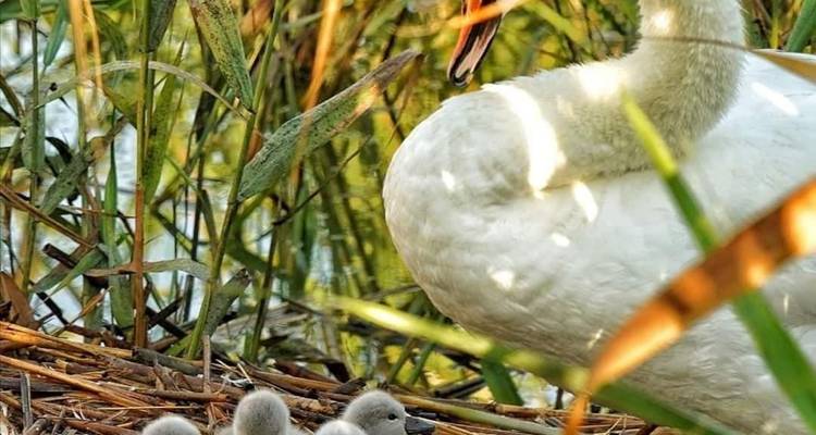 Circuit de 3 jours dans le delta du Danube avec observation des oiseaux et safari au départ de Bucarest - Transylvania Discovery Tours 2