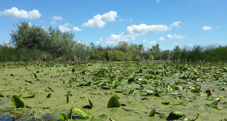 Circuit de 3 jours dans le delta du Danube avec observation des oiseaux et safari au départ de Bucarest - Transylvania Discovery Tours 4