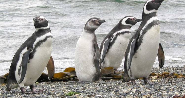 Vier Pinguine stehen am Wasser an einem steinigen Strand.
