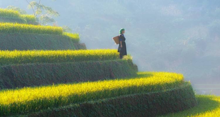 Mujer parada en campos en terrazas bajo la luz del sol.