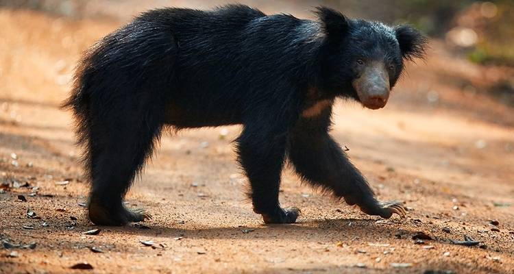 3-Day tour to Vedda Village & Gal Oya National Park - Beyond Escapes 2