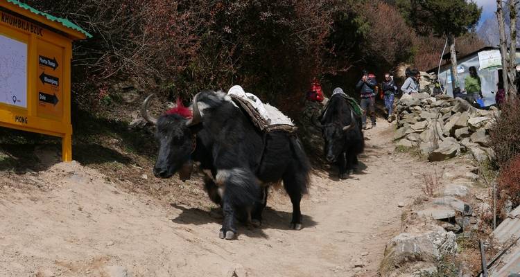 Trek du camp de base de l'Everest à Kalapatthar - Asian Heritage Treks & Expeditions 10
