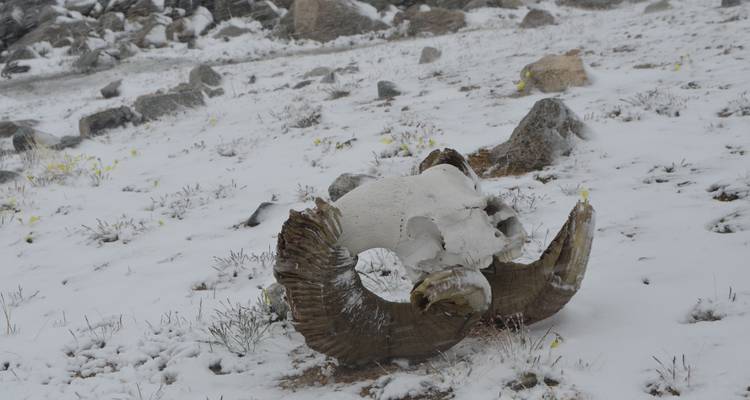 Classic Altai Tavan Bogd Tour, 8 days - Discover Altai 4