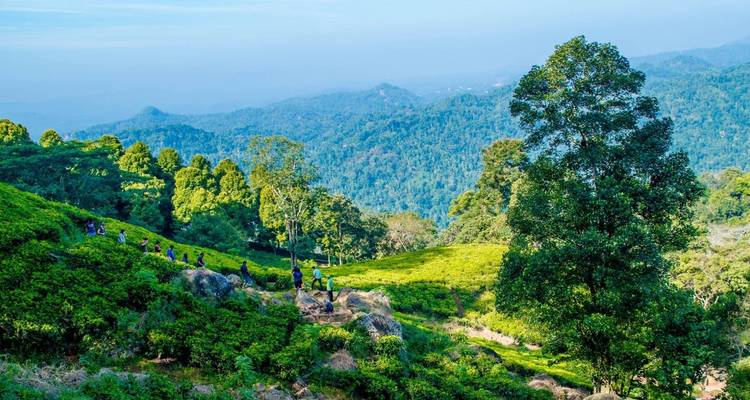 Aventura en una plantación de té en Kandy, con todo incluido y de noche - Beyond Escapes 9