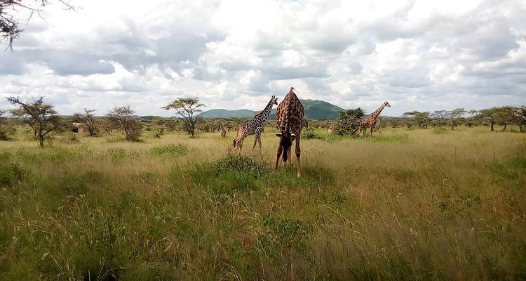 6 jours de safari Grande Migration dans la région du Serengeti/Ndutu - Exodus African Safari 1