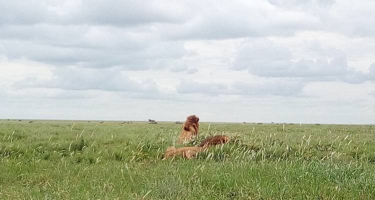6 jours de safari Grande Migration dans la région du Serengeti/Ndutu - Exodus African Safari 2