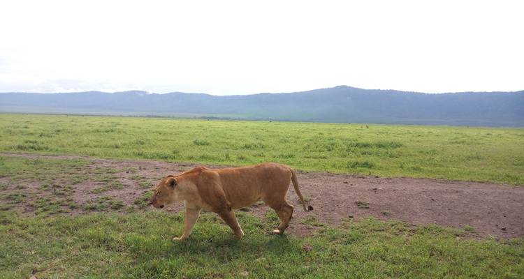 6 jours de safari Grande Migration dans la région du Serengeti/Ndutu - Exodus African Safari 4