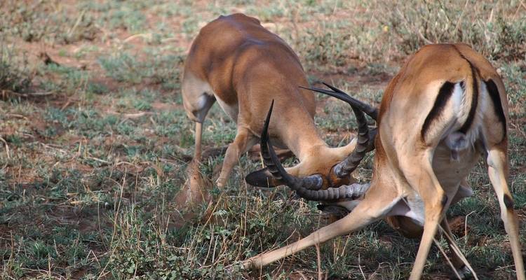 6 jours de safari Grande Migration dans la région du Serengeti/Ndutu - Exodus African Safari 6