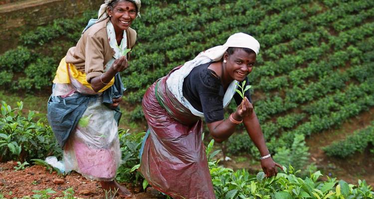 Zwei Frauen pflücken Teeblätter in einer üppigen Plantage.