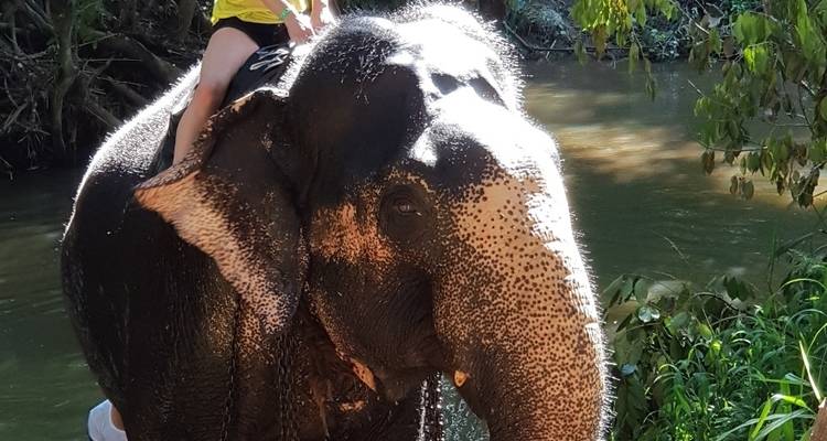 Circuit de 4 jours à Kandy, Nuwara Eliya, Sigiriya et Polonnaruwa depuis Colombo - Vishwa Tour 10