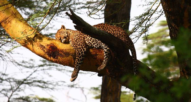 8 jours - Les grands classiques du Kenya - Classic Journeys Africa Ltd 4
