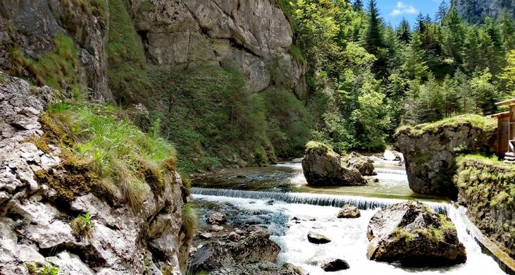Arroyo de montaña que cae en cascada a través de un desfiladero rocoso rodeado de denso bosque de coníferas.