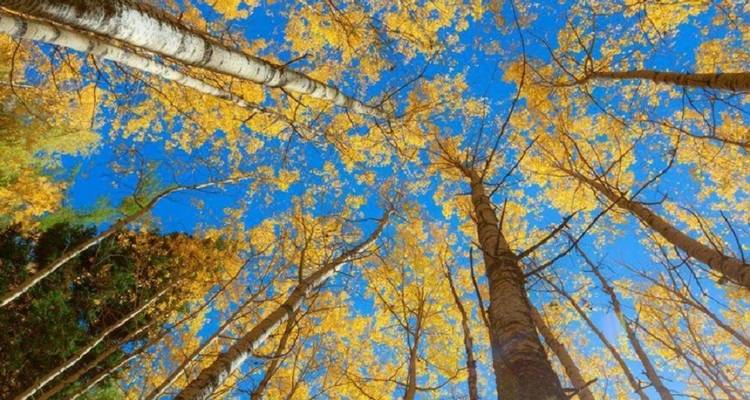 Kanas Trekking Expedition | 8-Day Guided Hike in Xinjiang’s Altay Mountains - Doufeng Adventure 6