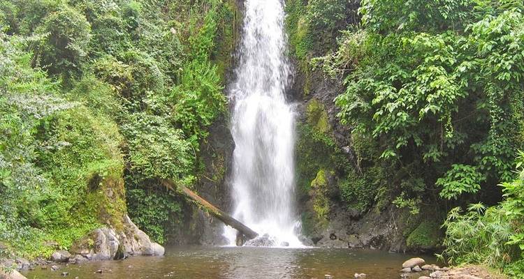 Een waterval omgeven door dichte begroeiing.