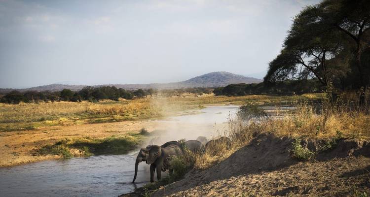 Parc national de Ruaha - 3 jours - Almighty Kilimanjaro 8