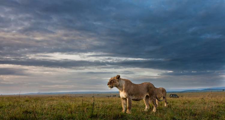 Parc national de Ruaha - 3 jours - Almighty Kilimanjaro 1
