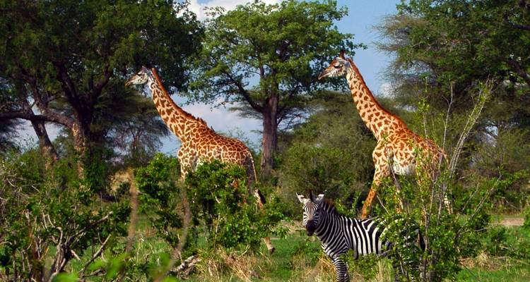 Parc national de Ruaha - 3 jours - Almighty Kilimanjaro 3
