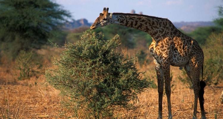 Parc national de Ruaha - 3 jours - Almighty Kilimanjaro 10