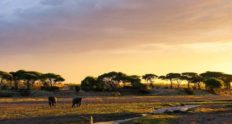 Parc national de Ruaha - 3 jours - Almighty Kilimanjaro 6
